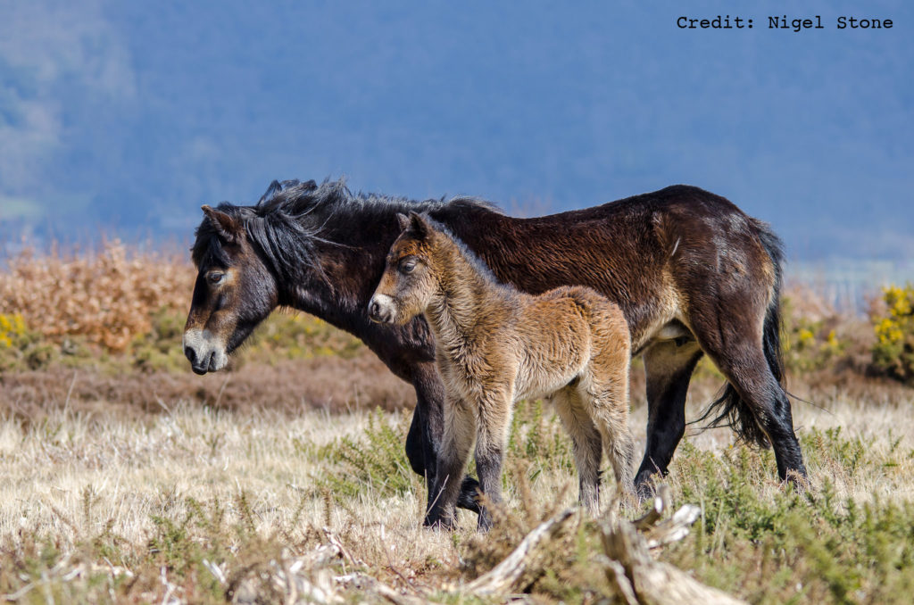 Exmoor Pony and foal